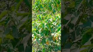 0Dia Video You Tube Subscribe