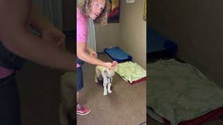 Building Confidence In a Insecure Dog with PLACE Command