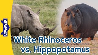 Difference between White Rhinoceros and Hippopotamus | Wildlife Animals | Little Fox