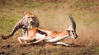 The Fierce Chase Between The Tiger And The Gazelle, Who Will Win?