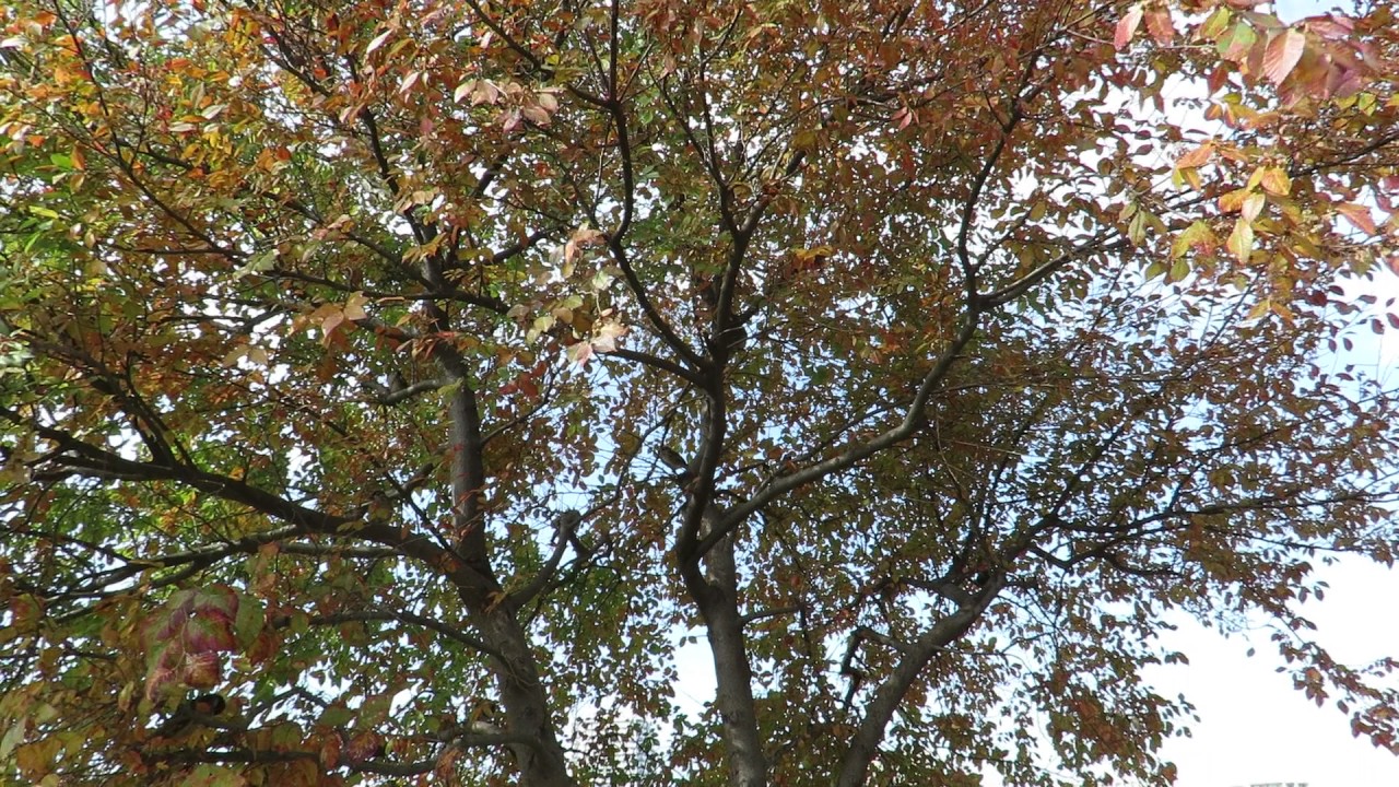 すずめ警戒音 Youtube