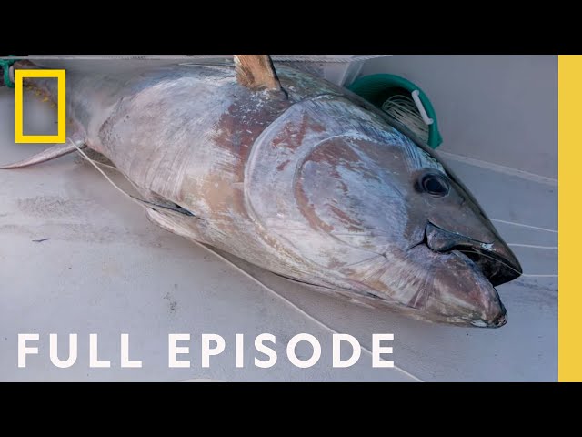 Bluefin Season: The Battle for the First Fish (Full Episode) | Wicked Tuna
