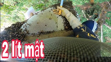bắt tổ ong khoái khủng đầu mùa. #thachlocninh #batongrung