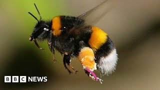 Bumblebees enjoy playing with balls, according to study – BBC News screenshot 4