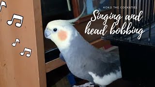 Koko the cockatiel : Singing and head bobbing 🎶😊