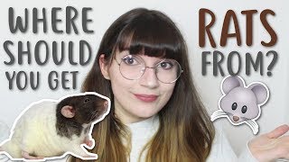 WHERE SHOULD YOU GET RATS FROM?