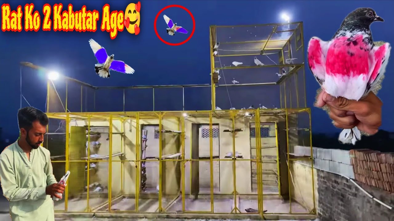 Rat Ko 2_Kabutr Agae 😍 Aj 1-Pakra Faroozpuri kabootar 🕊️