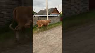 Все не зупиниться вона #villagelife #diy #pig #cow #farm #animals #farming #village #animal