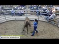 Mize horse sale  mize mississippi