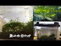 【アクアリウム２】メダカ（川魚）を手に入れてからの流れ。水あわせをスポイトで行うと効率が上がる。