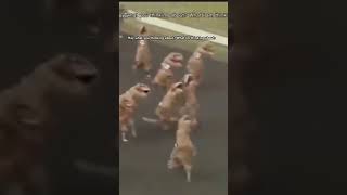 What gors on in my mind #funny #capcut #original #foryou #mrremirandom #likeandsub #makethisgoviral