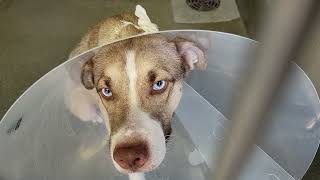 acs A683593