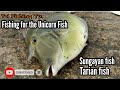 Fishing for the delicious  Unicorn Fish l Sungayan / Tarian Fish
