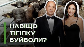 Бізнес чи хоббі: чому Тігіпки купили буйволину ферму на Чернігівщині﻿ ﻿| Latifundist
