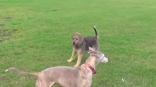 Lola Whippet Camping Hot Stormy Swanage by Honeysucklelola Whippet 637 views 7 years ago 4 minutes, 41 seconds