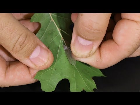 Video: Cov nroj tsuag submerged puas muaj stomata?