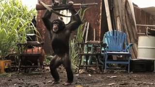 Video thumbnail of "Ape With AK-47"