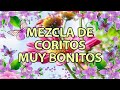 Mix de coritos cristianos viejitos pero muy bonitos