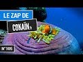 Le Zap de Cokaïn.fr n°105