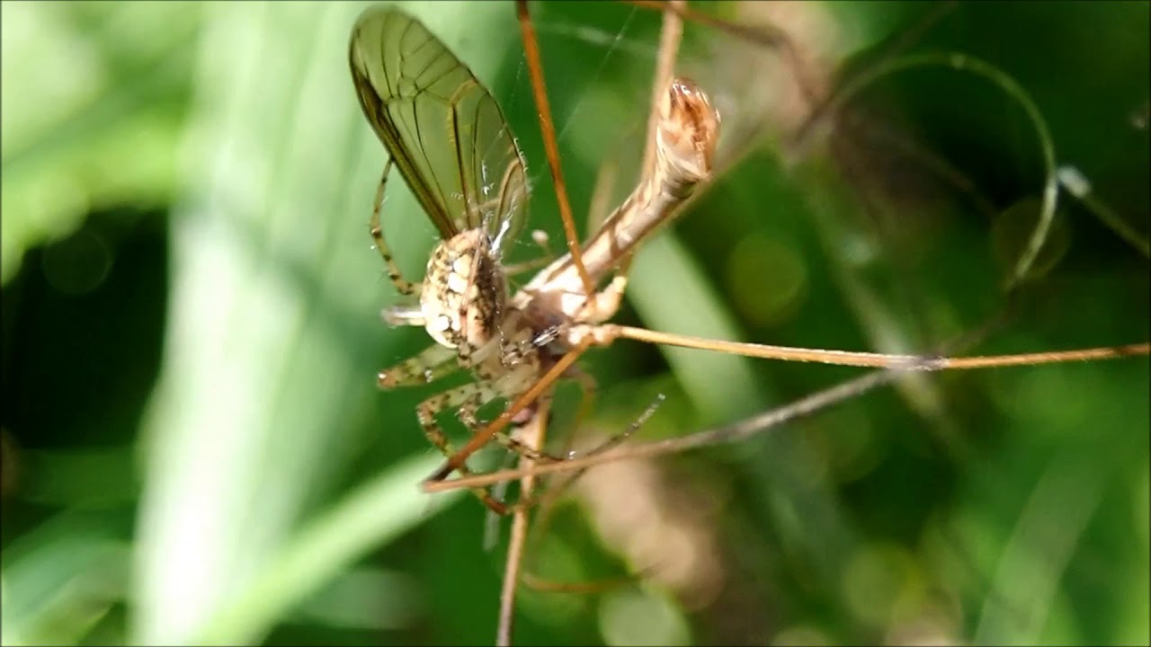 Herfstspin (Metellina segmentata) vangt langpootmug