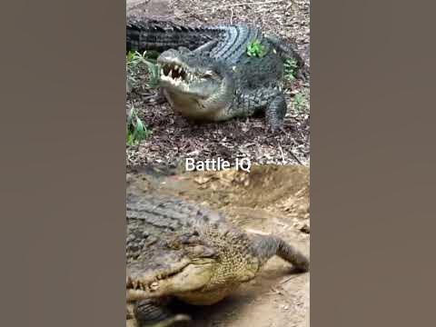 Saltwater Crocodile vs Freshwater Crocodile #shorts - YouTube
