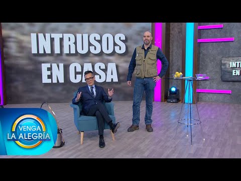 El experto nos dice cómo alejar a las chinches de nuestra casa. | Venga La Alegría Protege tu hogar de las chinches con nuestra cinta adhesiva especializada
