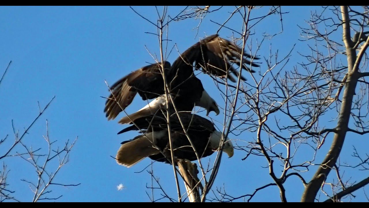 Early this morning the Bald Eagles of Centerport mated. YouTube