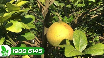 Nguyên nhân khiến quả bưởi "nám đen" và cách phòng trừ I VTC16