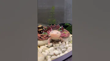 Как определить пол аксолотля 💖 #аксолотль
