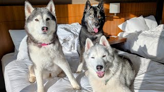 Are The Dogs Finally Ready To Go Home?