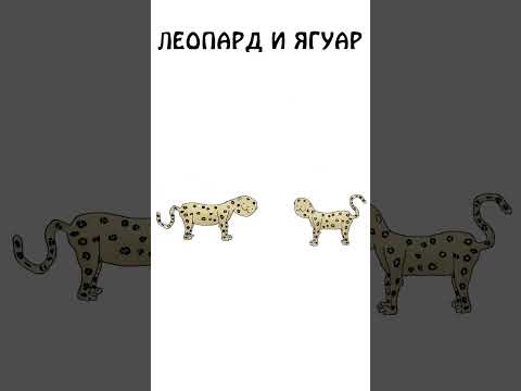 Леопард и Ягуар, различие и сходство #академияброкколи #shorts #анимация #шортс #животные