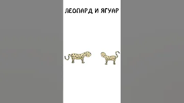Леопард и Ягуар, различие и сходство #академияброкколи #shorts #анимация #шортс #животные