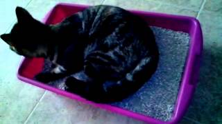 Katzenhilfe Samtpfoetchen Alberta