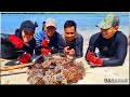 EP461-Part 1 - Sea Urchin Unang Tikim | Occ. Mindoro