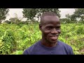 WATCH HOW THE YOUTH ARE MILKING CASH OUT OF YAM FARMING IN GHANA (OLD CURRENCY)