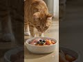 Cat eating healthy food  #cutedogs #pets #dogcare #beforeandafter #petgrooming #grooming #dogshorts