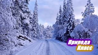 Winter forest road 2 Зимние лесные дороги 2