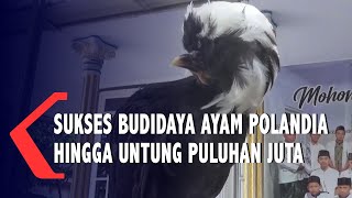 Sukses Budidaya Ayam Polandia Hingga Untung Puluhan Juta Rupiah