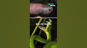 Những cây thuốc đã cứu sống quân và dân ta trong thời chiến