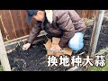 今年最后的菜园：鼠哥换地种大蒜，第一次追肥，地里就剩大白菜
