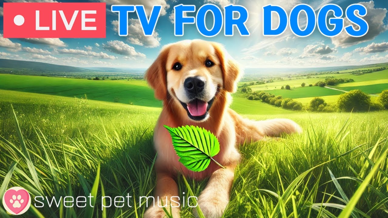 🔴24 Hours of Dog TV🎵🐶Soothing Dog Music for Sleep🐾🩷Relaxing Music to Ease Dog Anxiety and Stress 🔴24 Hours of Dog TV🎵🐶Soothing Dog Music for Sleep🐾🩷Relaxing Music to Ease Dog Anxiety and Stress