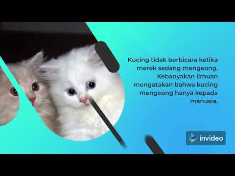 Video: Siapa Kepala Di Rumah Ini. Bagaimana Kucing Anda Mengendalikan Anda