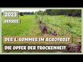 Neuer Agroforst-Streifen nach dem 1. Sommer - Opfer der Trockenheit | Sortengarten | VLOG 07.10.2023