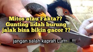 Apakah memotong lidah burung jalak bisa membuatnya berkicau atau bisa berbicara?? Benarkah itu??