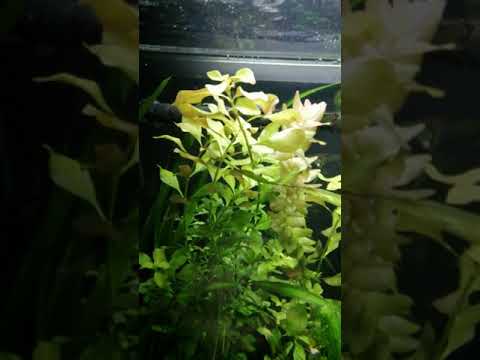 Ludwigia repens