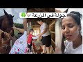 جولة في المزرعة  خرجت انا و لولي جمعنا البيض    ورحنا شفنا فروة   