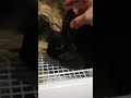 撫でられるの大好きなうさぎのあかんぼ #shorts