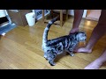 息子と久々に・・・お風呂に入ろうよ～猫
