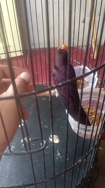 Violet cuckoo (Kedasih ungu). Masteran Sultan.!! #kicaumania #kicaumanianusantara #burung