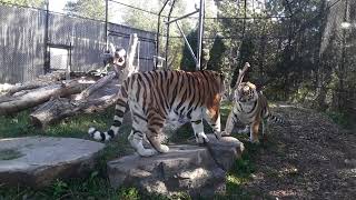 Felipe Stubbs Metro Toronto Zoo Siberian Tigers Playing  3